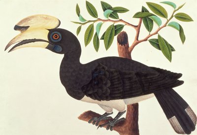 Ke-ke, from Drawings of Birds from Malacca by Chinese School
